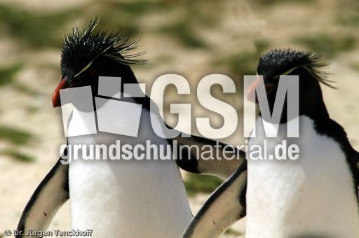 Felsenpinguine (37 von 40).jpg